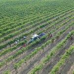 Riprese aeree drone vendemmia 2012 Caprili